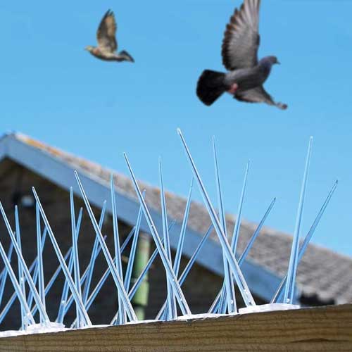 Bird Spikes